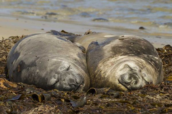 Carcass Island Southern elephant seals, sleeping